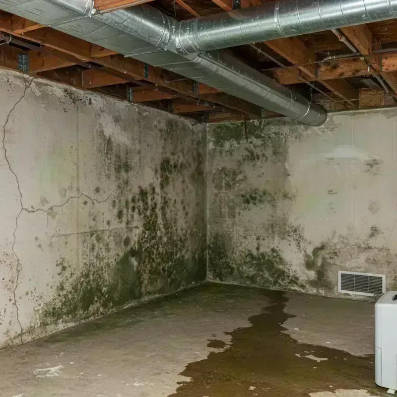 Professional Mold Removal in Prairie du Chien, WI